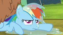 Rainbow Dash unamused S4E22