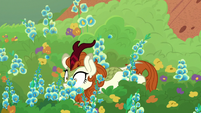 Autumn Blaze falls in a flowerbed S8E23