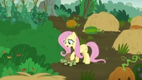Fluttershy brings the turtle to safety S5E23