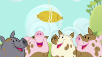 Pigs looking at the corn cob S6E10