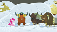 Pinkie and yaks in the new yak eating hut S7E11