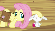 Fluttershy petting Angel S03E11