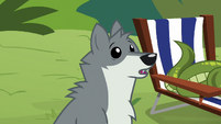 Sandra the wolf looking surprised S9E18