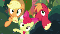 AJ, Apple Bloom, and Big Mac moving bushes aside S7E13