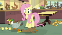 Fluttershy sees mother duck fall over S7E5