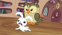 A rabbit and an owl under one roof. Uh-oh.