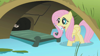 Fluttershy bringing fish to ferrets S1E07