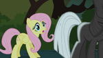 Fluttershy finds Twilight S01E17