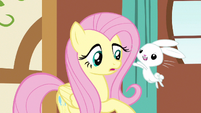 Fluttershy incoming bunny S3E13