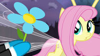 Fluttershy being given a flower S4E16