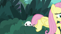 Fluttershy racing out of the bushes S8E18