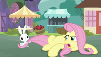 Bunny Fluttershy pulling on Angel's tail S9E18