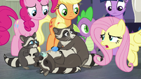 Fluttershy apologizing to the raccoons S8E4
