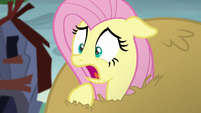 Fluttershy worried about the turtle S5E23