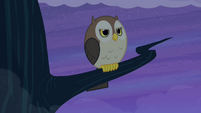 Owl with stern expression S4E07