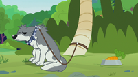 Sandra the wolf still leashed to a tree S9E18