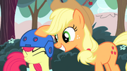 Applejack putting a helmet on Apple Bloom S4E17