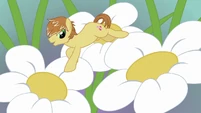 Feather Bangs jumping from flower to flower S7E8.png (601 KB)