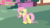 Slightly confused Fluttershy S1E17