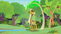 Giraffe smiling in the tree shade S7E5