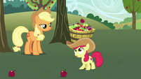 Apple Bloom catches apples in her bucket S7E9