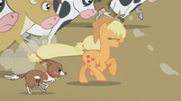 Applejack and Winona with the stampede of cows.