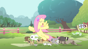 Fluttershy with her animal friends S4E14