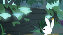 Bunny Fluttershy facing a large log S9E18