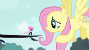 Fluttershy "one tiny acorn is a threat" S4E16