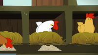 White chicken looks at chicken feed inquisitively S6E10
