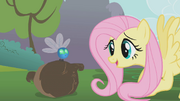 Fluttershy meets a parasprite