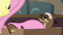 Fluttershy tucks a sea otter into bed S7E5