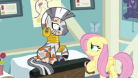 Fluttershy apologizing to Zecora S7E20