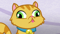 ♪Derpy Cat, Derpy Cat, What are they feeding you?♪