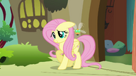 S01E10 Fluttershy z paraspritem