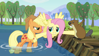 Fluttershy comes between Applejack and the beaver S03E10
