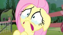 Fluttershy crying face S4E14