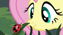 Fluttershy looking at a ladybug S4E16