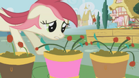 Rose Flower Pots S01E04