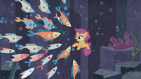 Dozens of fish looking at Scootaloo S8E6