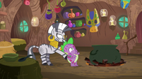 Zecora moves Spike behind the cauldron S8E11