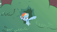 Rainbow Dash safe in the tree S1E05