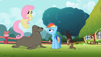 Rainbow Dash 'Otters and seals do not fly' S2E07