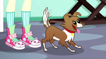 Winona happily wagging her tail SS7.png
