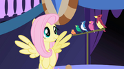 Fluttershy cues bird chorus for Celestia's supposed entrance S1E01.png