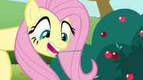 Fluttershy berry picking S3E3