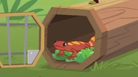 "He isn't a gecko..."