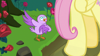 Bird tweeting to Fluttershy for help S8E13