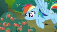 Rainbow Dash looking at red berries S7E16