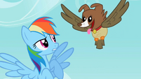 Rainbow Dash sees the owl and dog hybrid S2E07